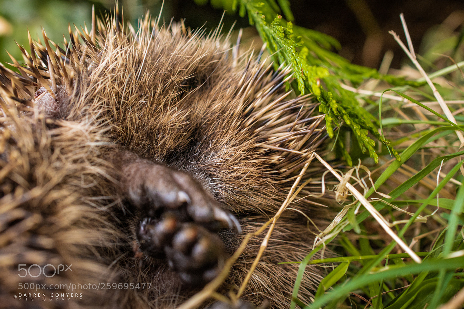 Nikon D7200 sample photo. Hedgehog (erinaceinae) photography