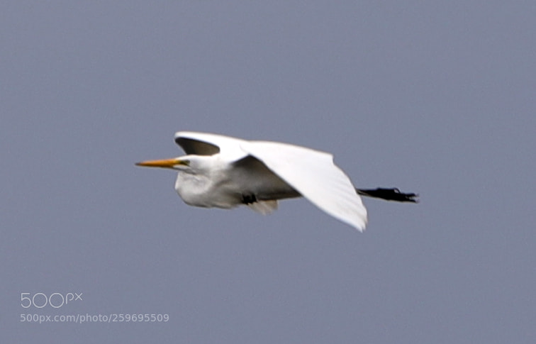 Canon EOS-1D X Mark II sample photo. 05-27-18-0019898.jpg photography