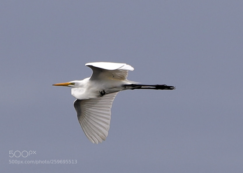 Canon EOS-1D X Mark II sample photo. 05-27-18-0019897.jpg photography