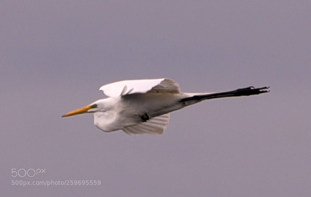 Canon EOS-1D X Mark II sample photo. 05-27-18-0019896.jpg photography