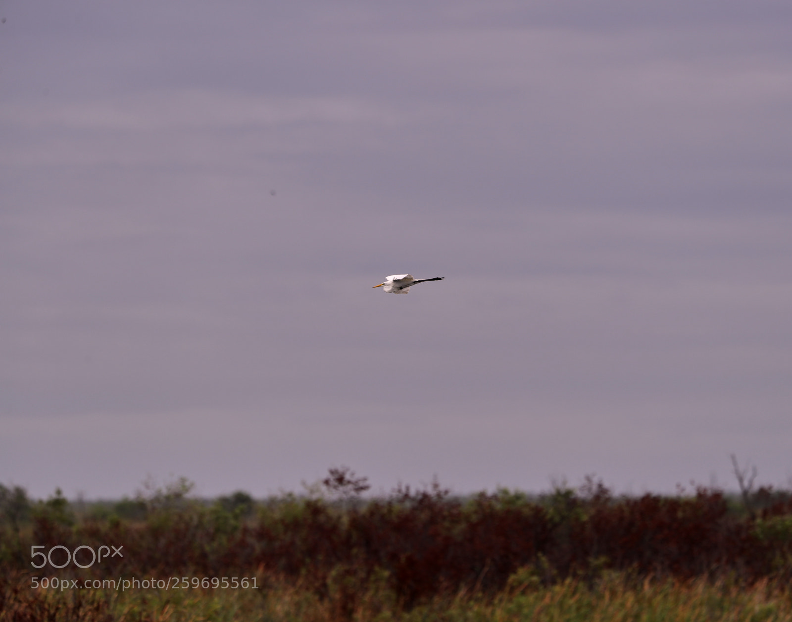 Canon EOS-1D X Mark II sample photo. 05-27-18-0019896 1.jpg photography
