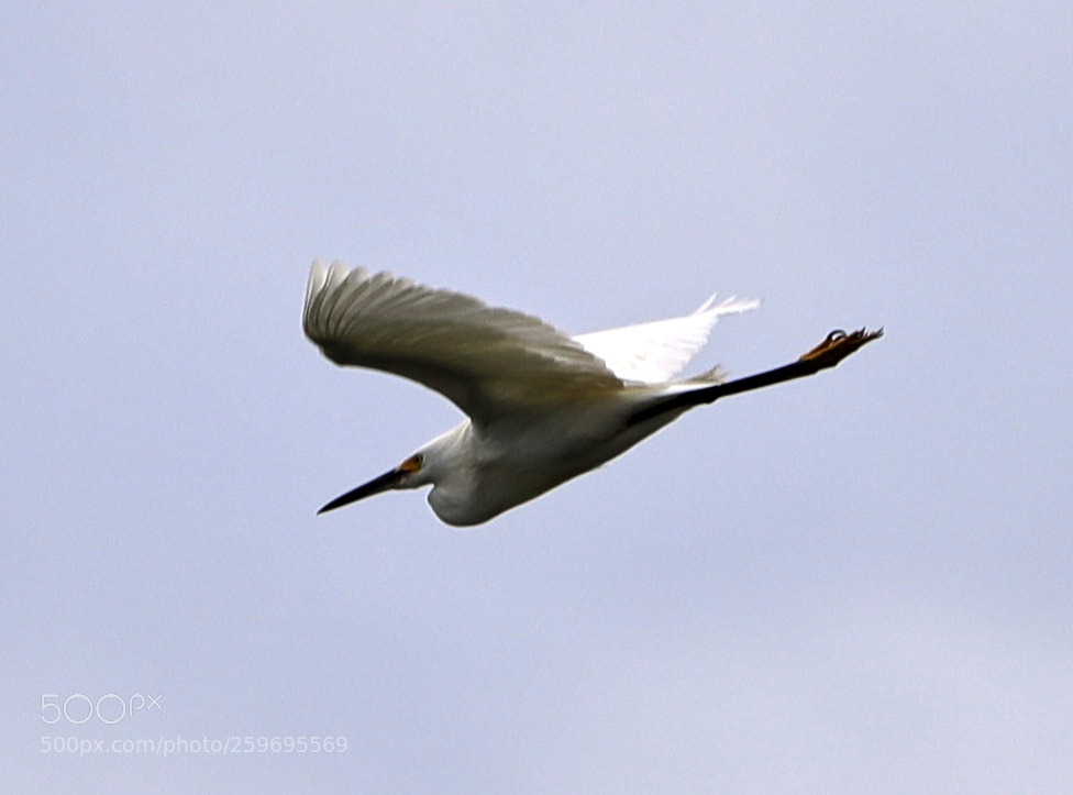 Canon EOS-1D X Mark II sample photo. 05-27-18-0019894.jpg photography