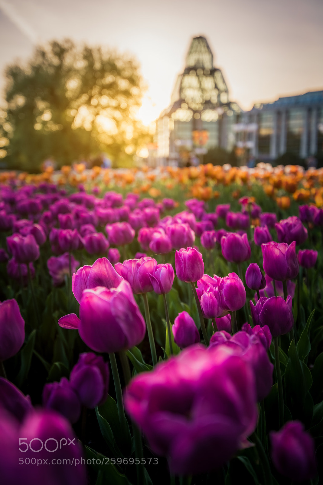 Nikon D750 sample photo. Sunset with the tulips ! photography