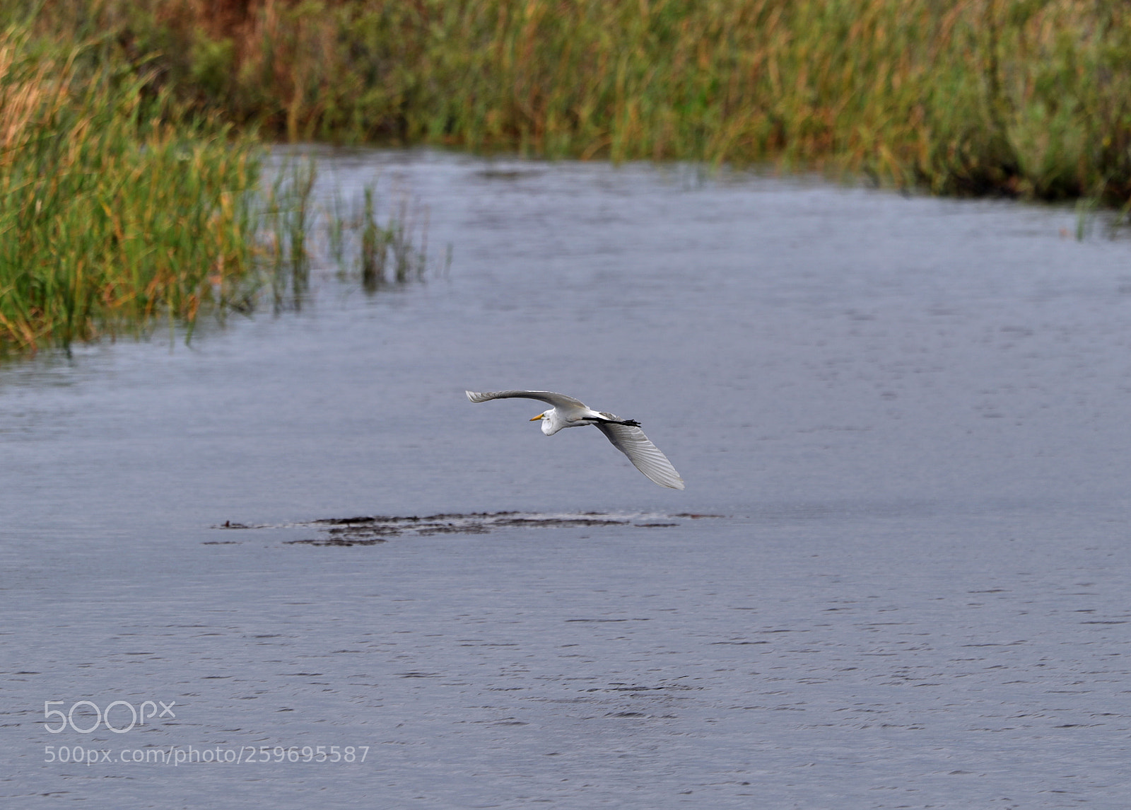 Canon EOS-1D X Mark II sample photo. 05-27-18-0019892 2.jpg photography