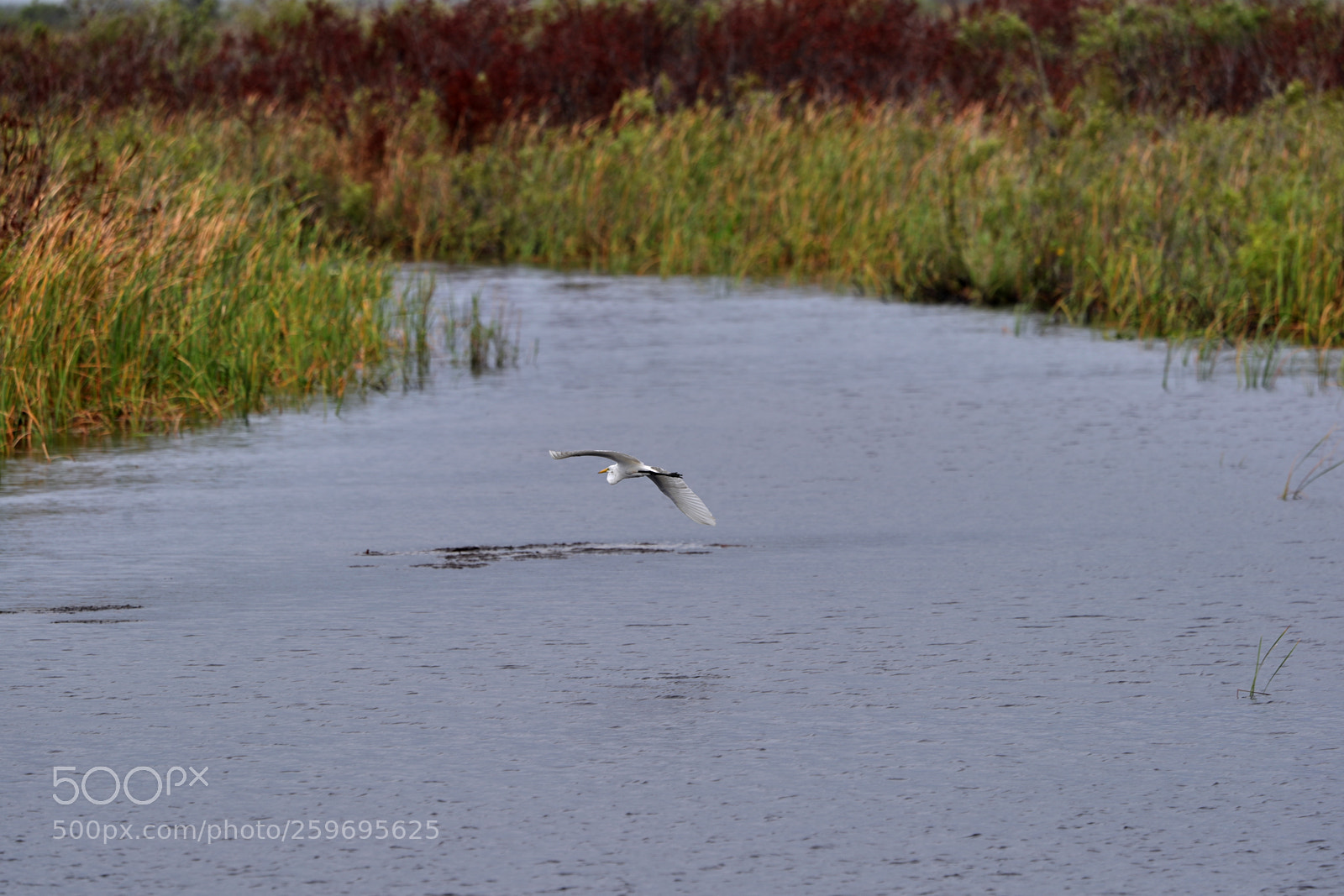 Canon EOS-1D X Mark II sample photo. 05-27-18-0019892.jpg photography