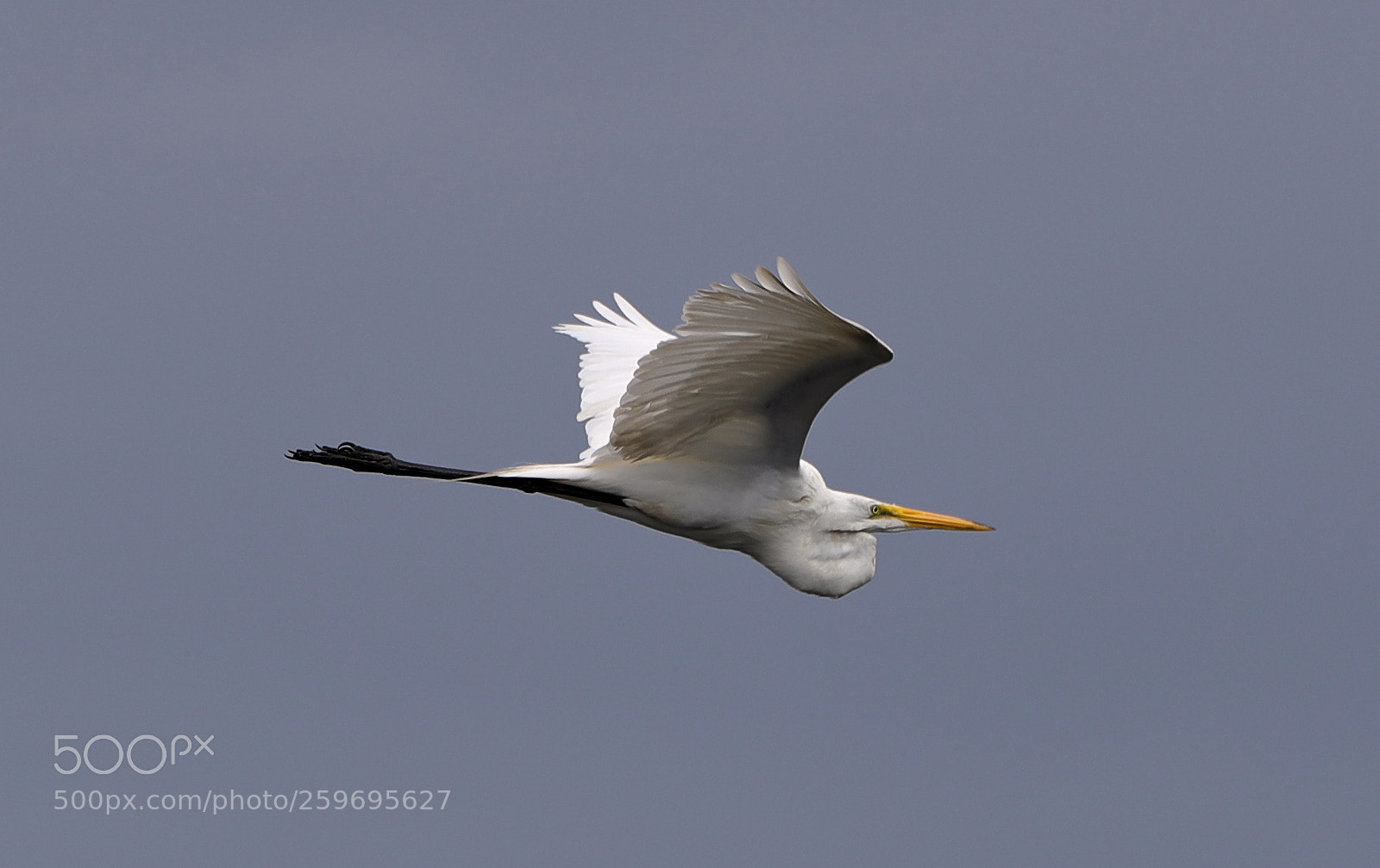 Canon EOS-1D X Mark II sample photo. 05-27-18-0019890.jpg photography
