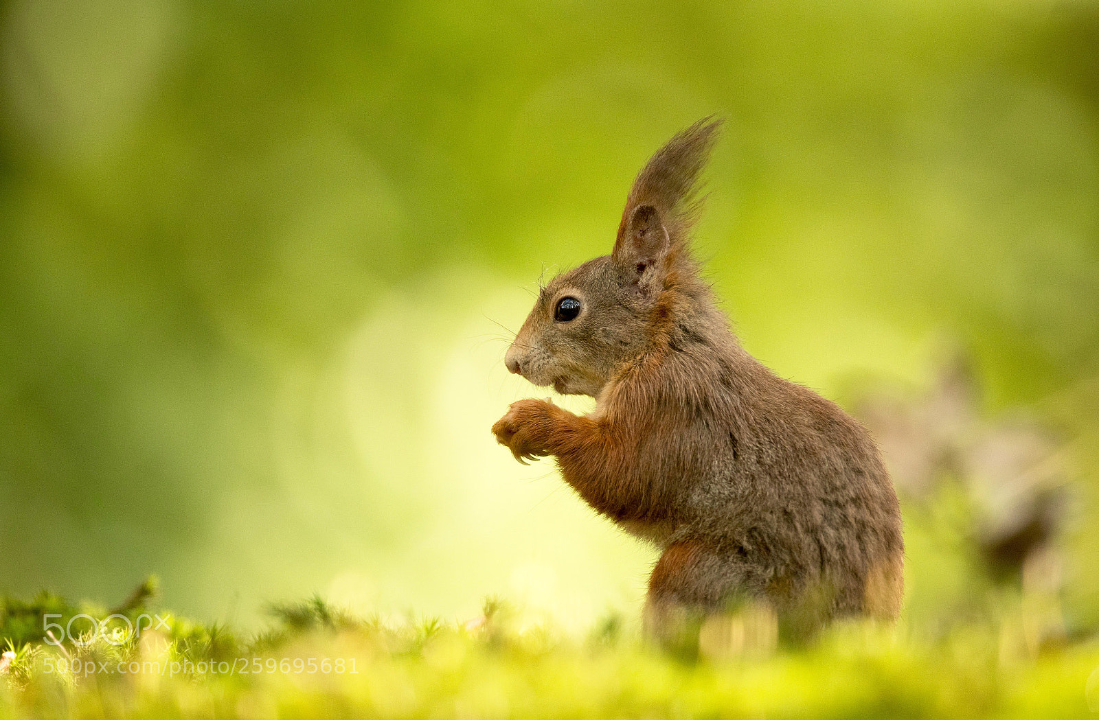 Canon EOS-1D X Mark II sample photo. Squirrel 3 photography