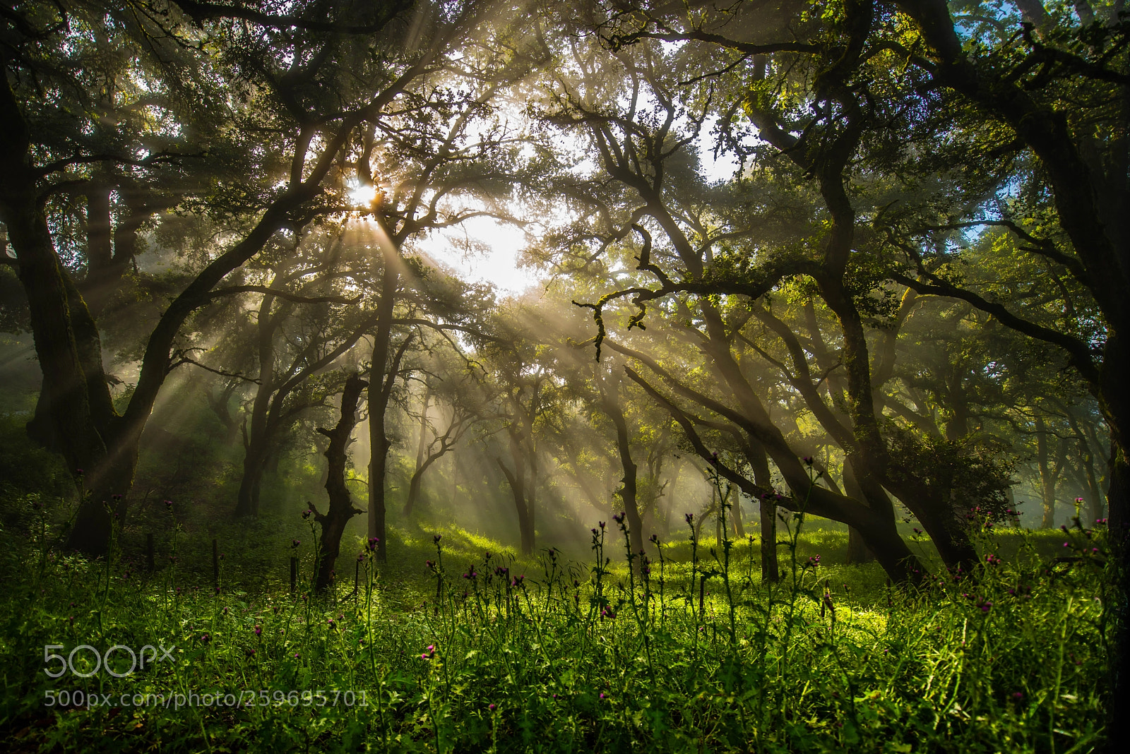 Nikon D810 sample photo. Rays of light photography