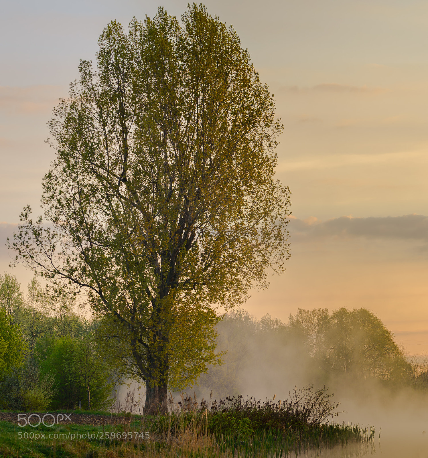 Nikon D610 sample photo. Poranna mgła photography