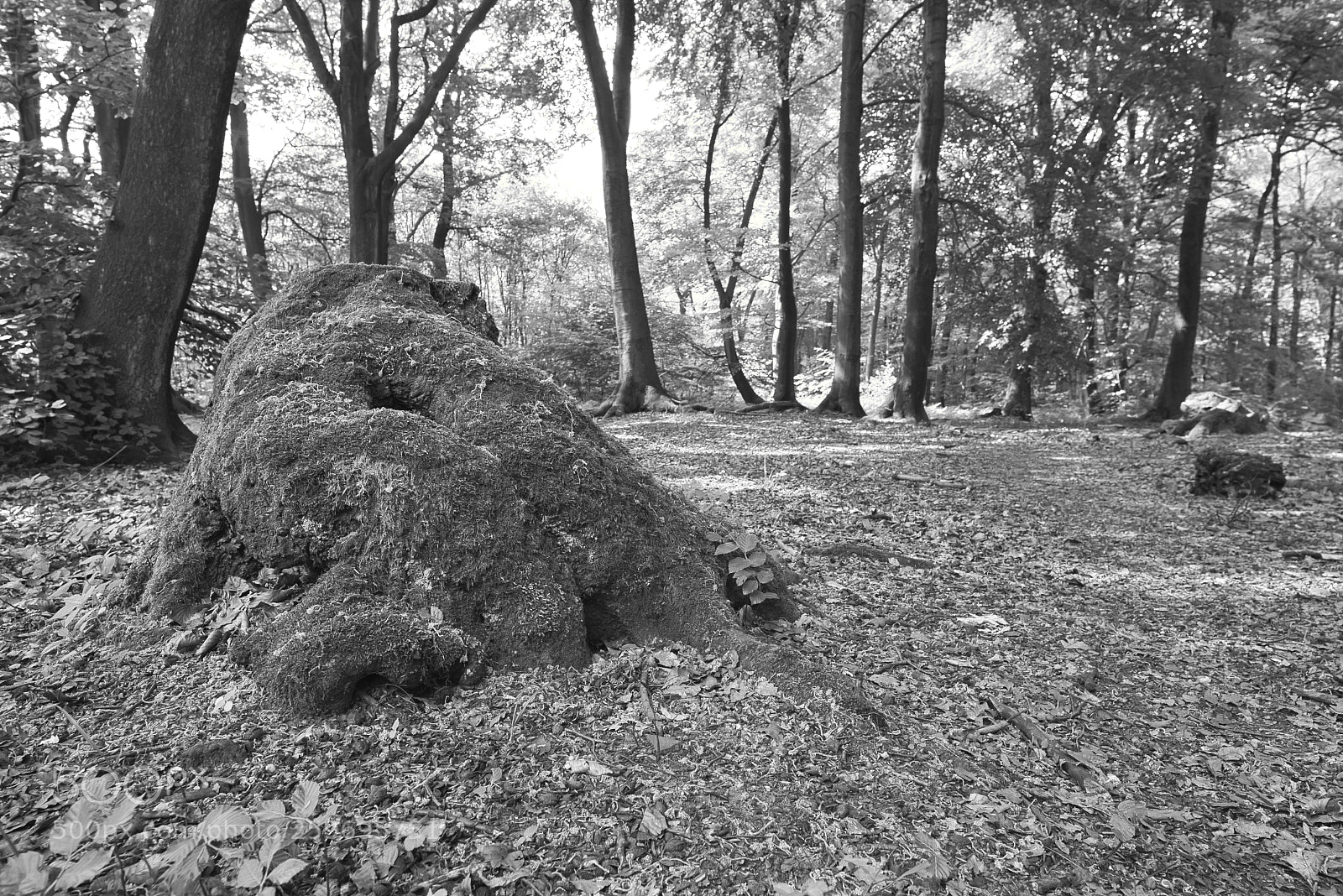 Nikon D750 sample photo. Uhlenhorst forest photography