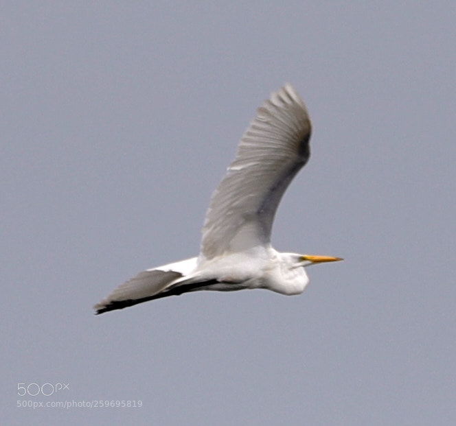 Canon EOS-1D X Mark II sample photo. 05-27-18-0019887.jpg photography