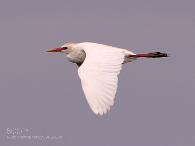 Canon EOS-1D X Mark II sample photo. 05-27-18-0019886.jpg photography