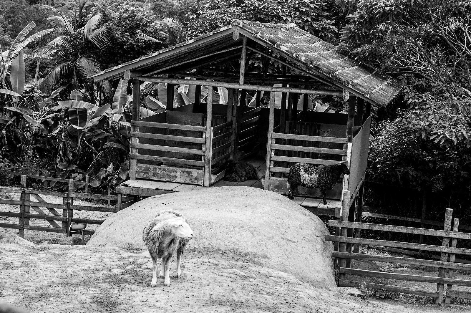 Sony SLT-A37 sample photo. The shack photography