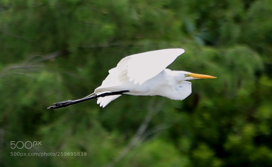 Canon EOS-1D X Mark II sample photo. 05-27-18-0019884.jpg photography