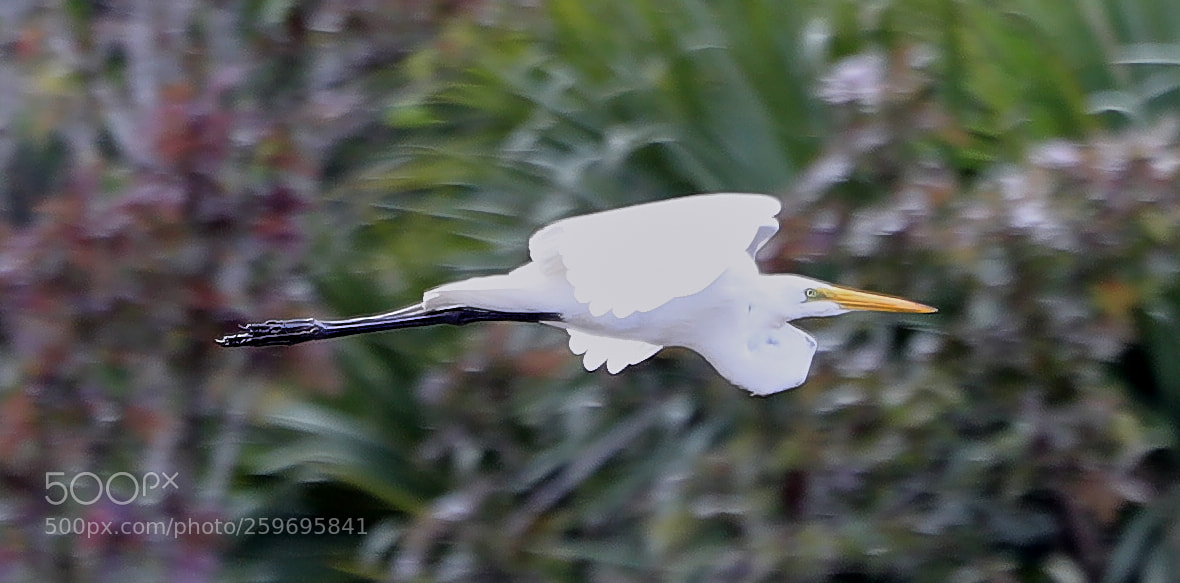 Canon EOS-1D X Mark II sample photo. 05-27-18-0019883.jpg photography