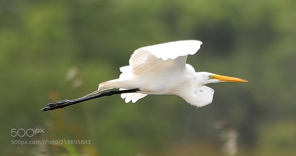 Canon EOS-1D X Mark II sample photo. 05-27-18-0019882.jpg photography