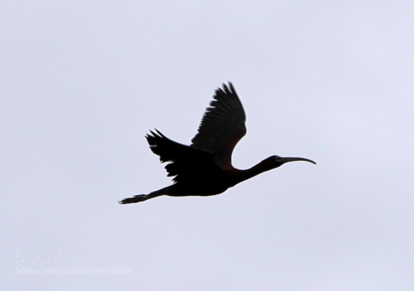Canon EOS-1D X Mark II sample photo. 05-27-18-0019873.jpg photography