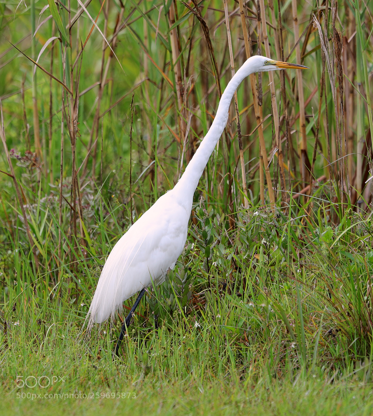 Canon EOS-1D X Mark II sample photo. 05-27-18-0019872.jpg photography