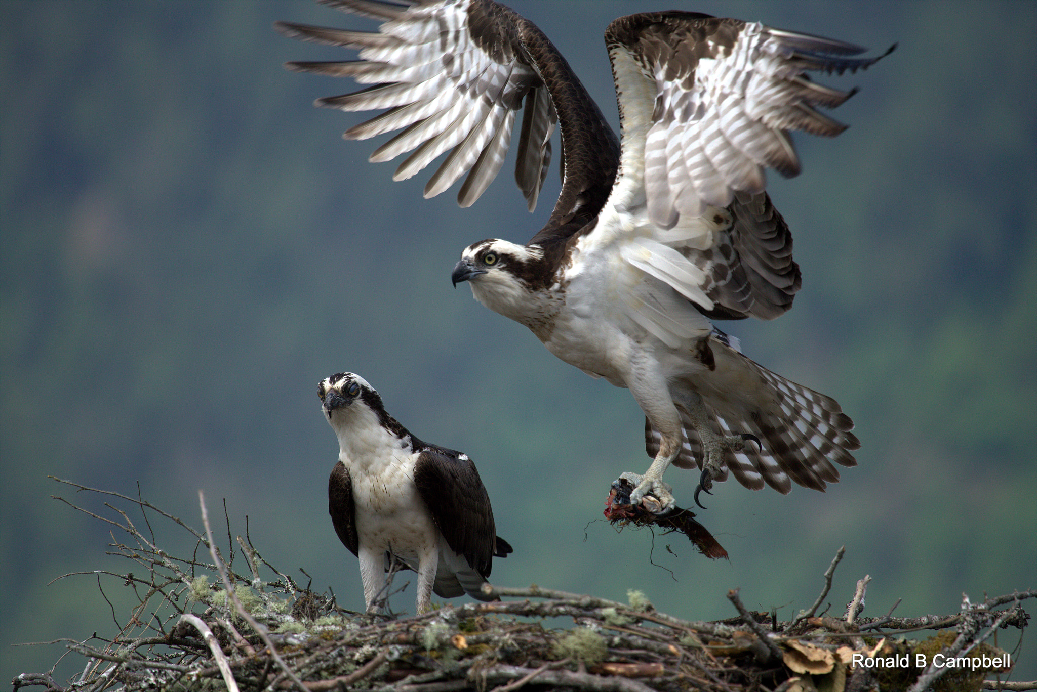 Canon EF 100-400mm F4.5-5.6L IS USM sample photo. Osprey # 4 photography