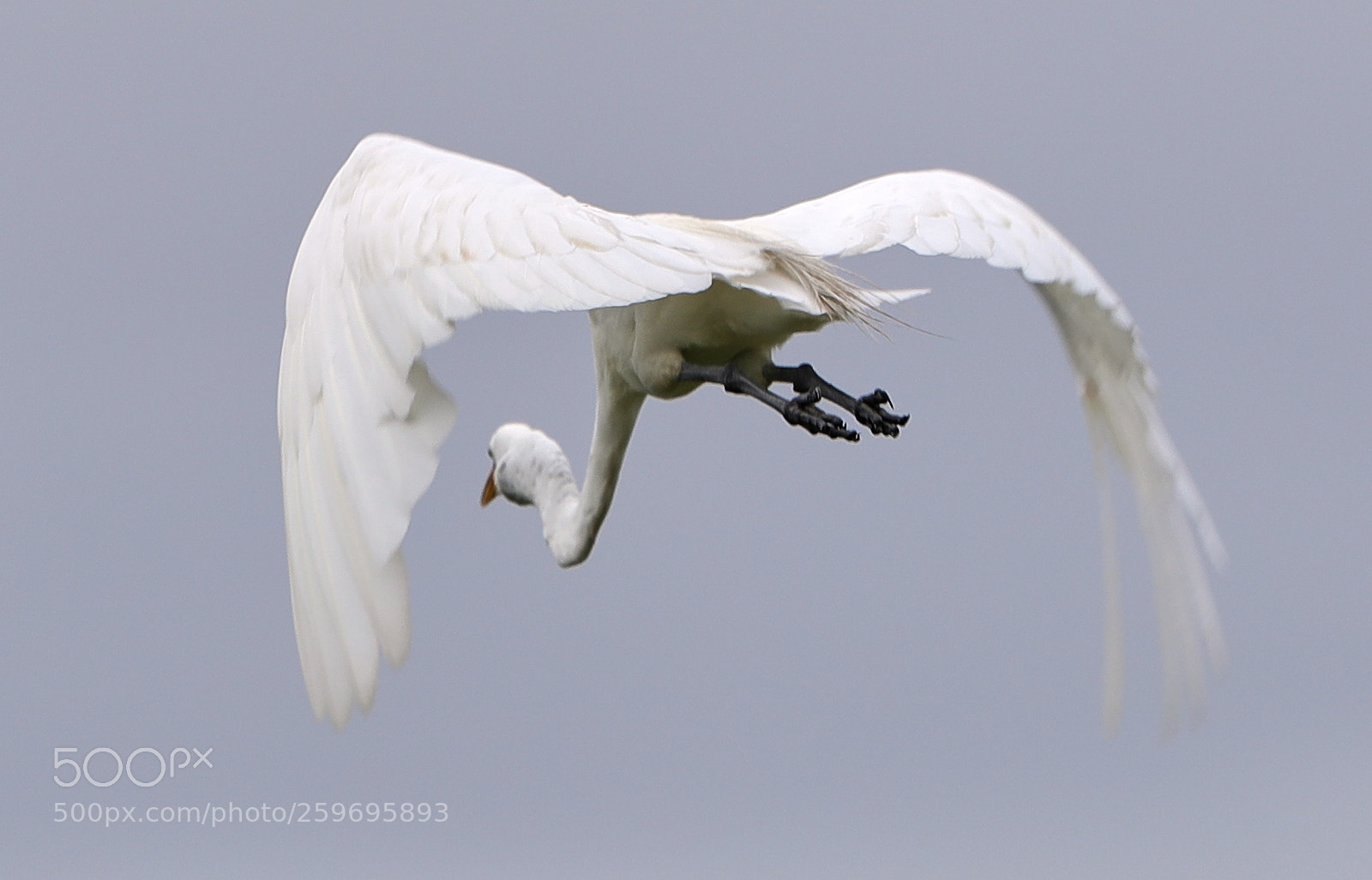 Canon EOS-1D X Mark II sample photo. 05-27-18-0019856.jpg photography