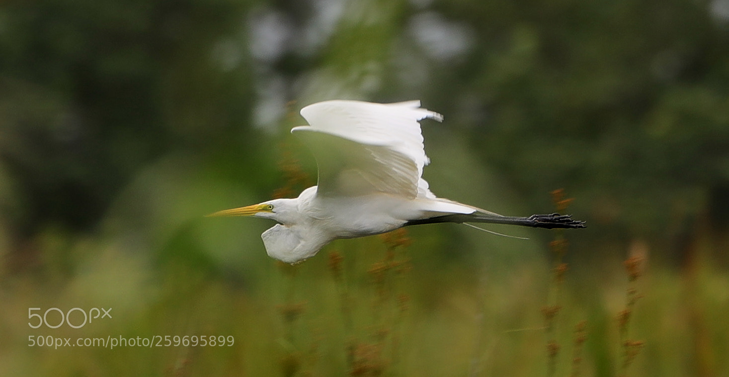 Canon EOS-1D X Mark II sample photo. 05-27-18-0019855.jpg photography