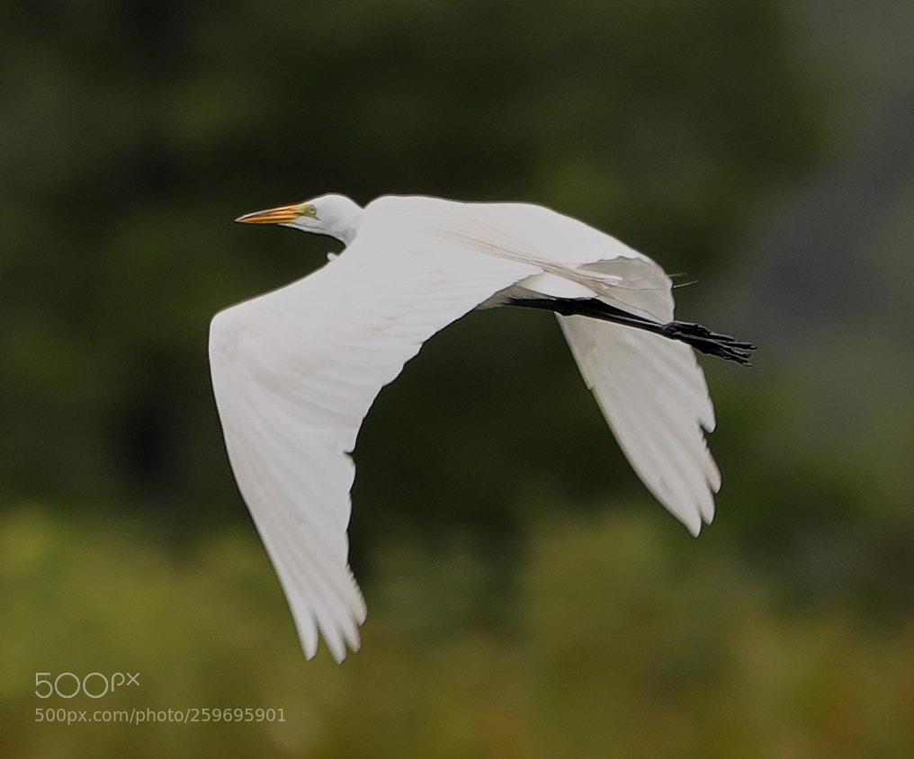 Canon EOS-1D X Mark II sample photo. 05-27-18-0019854.jpg photography