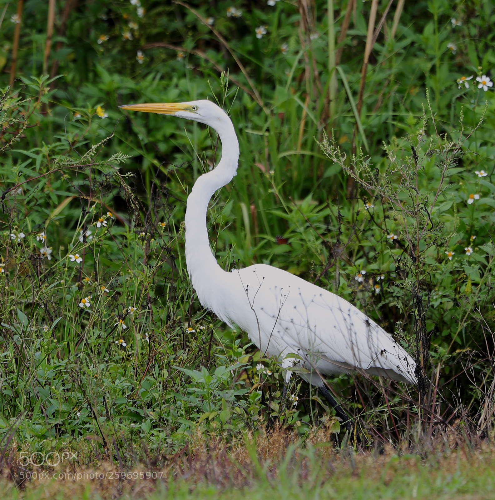 Canon EOS-1D X Mark II sample photo. 05-27-18-0019849.jpg photography