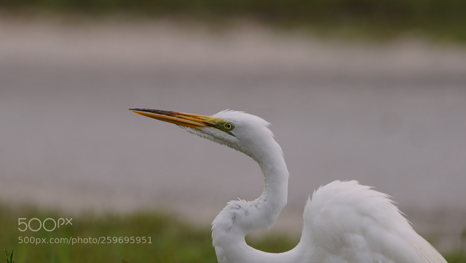 Canon EOS-1D X Mark II sample photo. 05-27-18-0019845 1.jpg photography