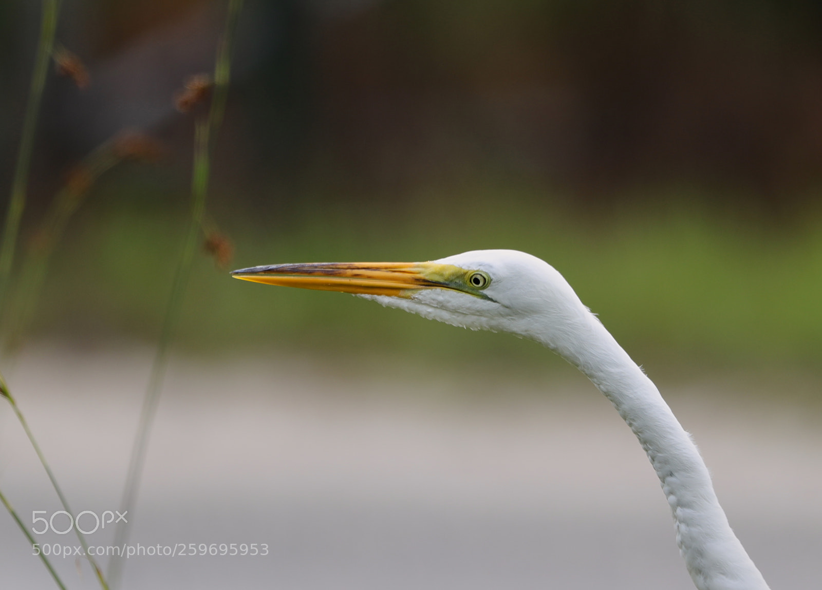Canon EOS-1D X Mark II sample photo. 05-27-18-0019846.jpg photography