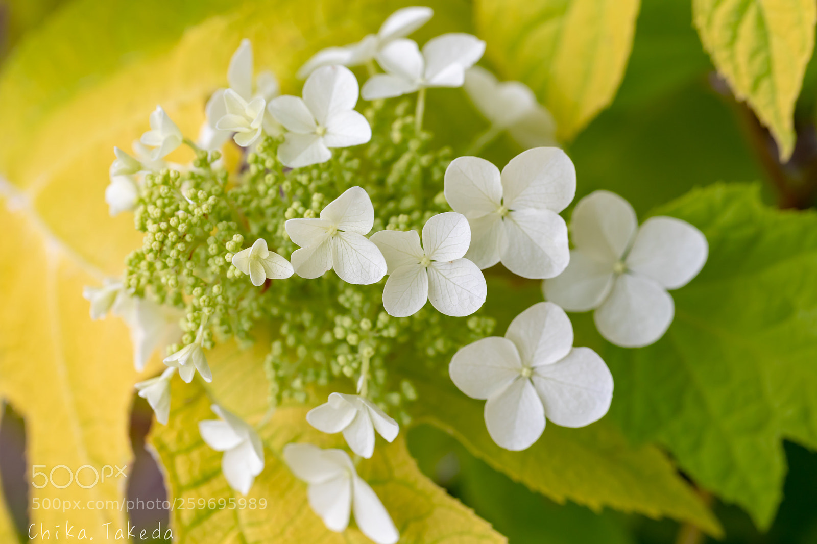 Canon EOS 5D Mark IV sample photo. Hydrangea photography