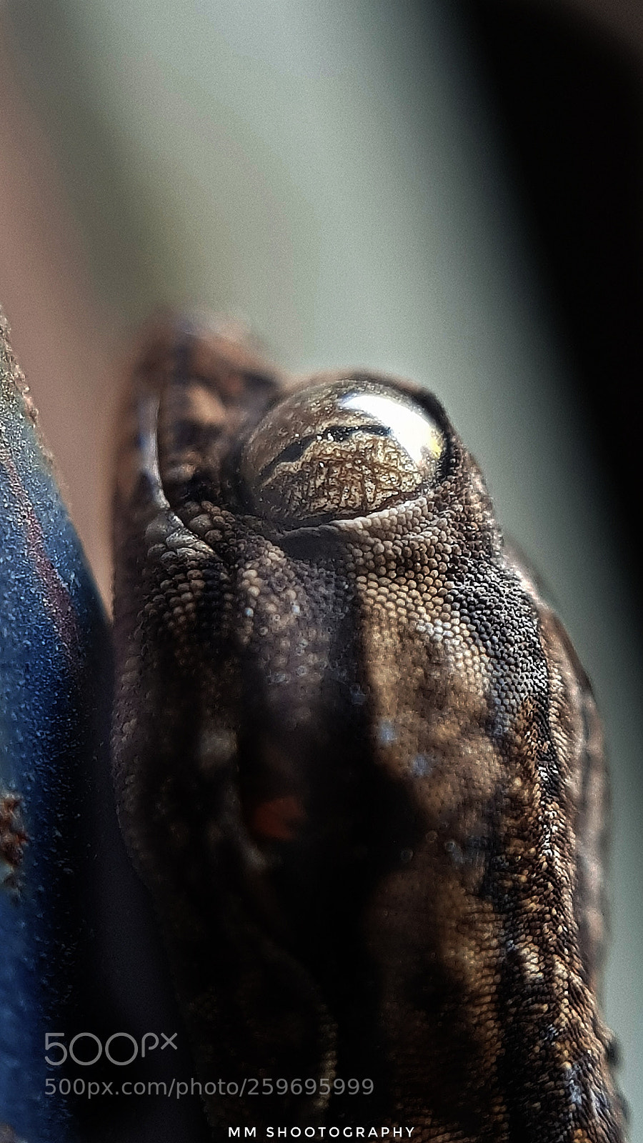 Samsung Galaxy S8+ sample photo. Uninvited guests can be photography