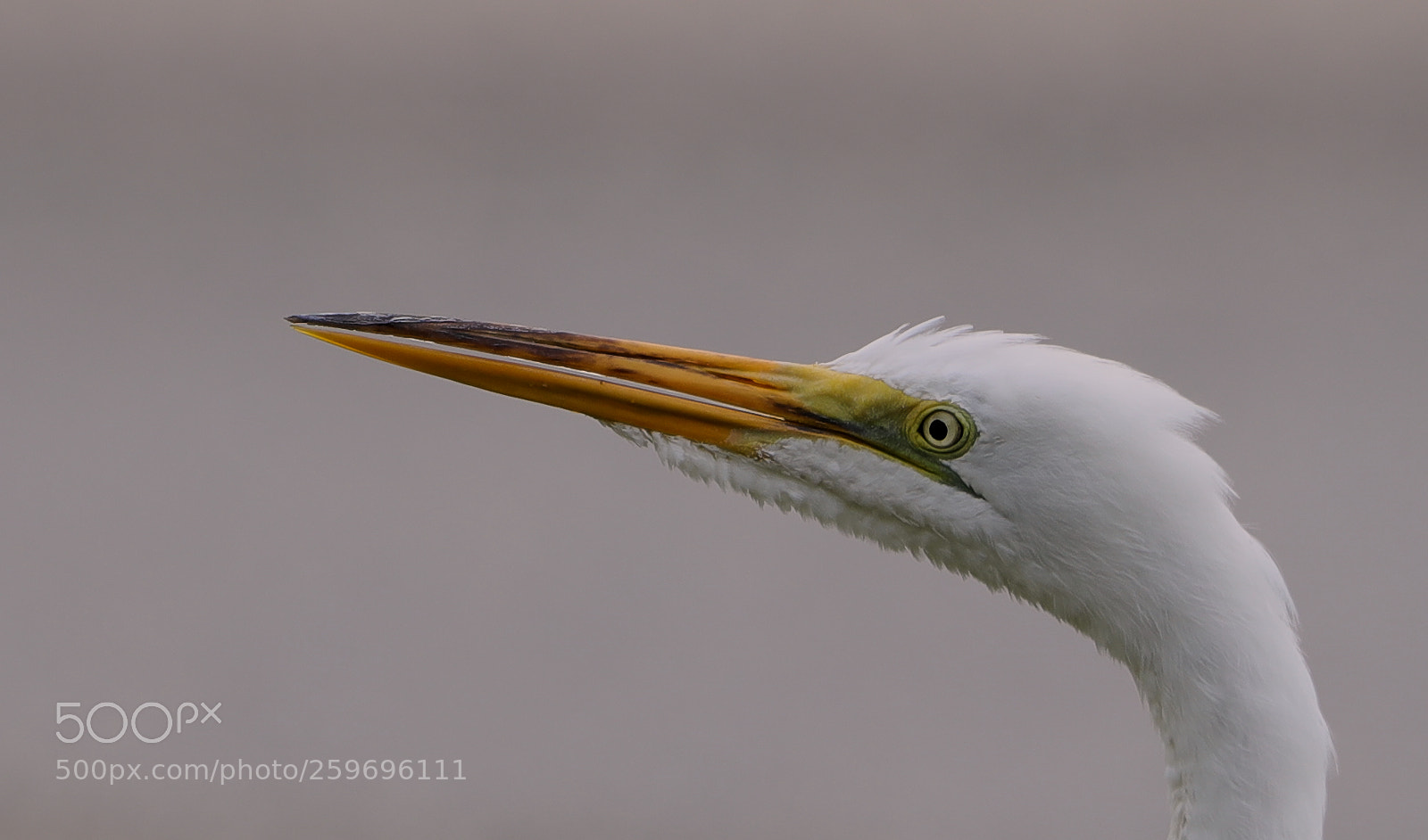 Canon EOS-1D X Mark II sample photo. 05-27-18-0019845.jpg photography