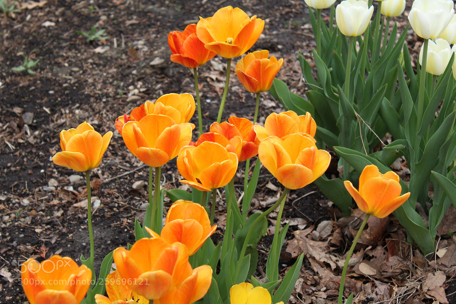 Canon EOS 1300D (EOS Rebel T6 / EOS Kiss X80) sample photo. Tulips photography