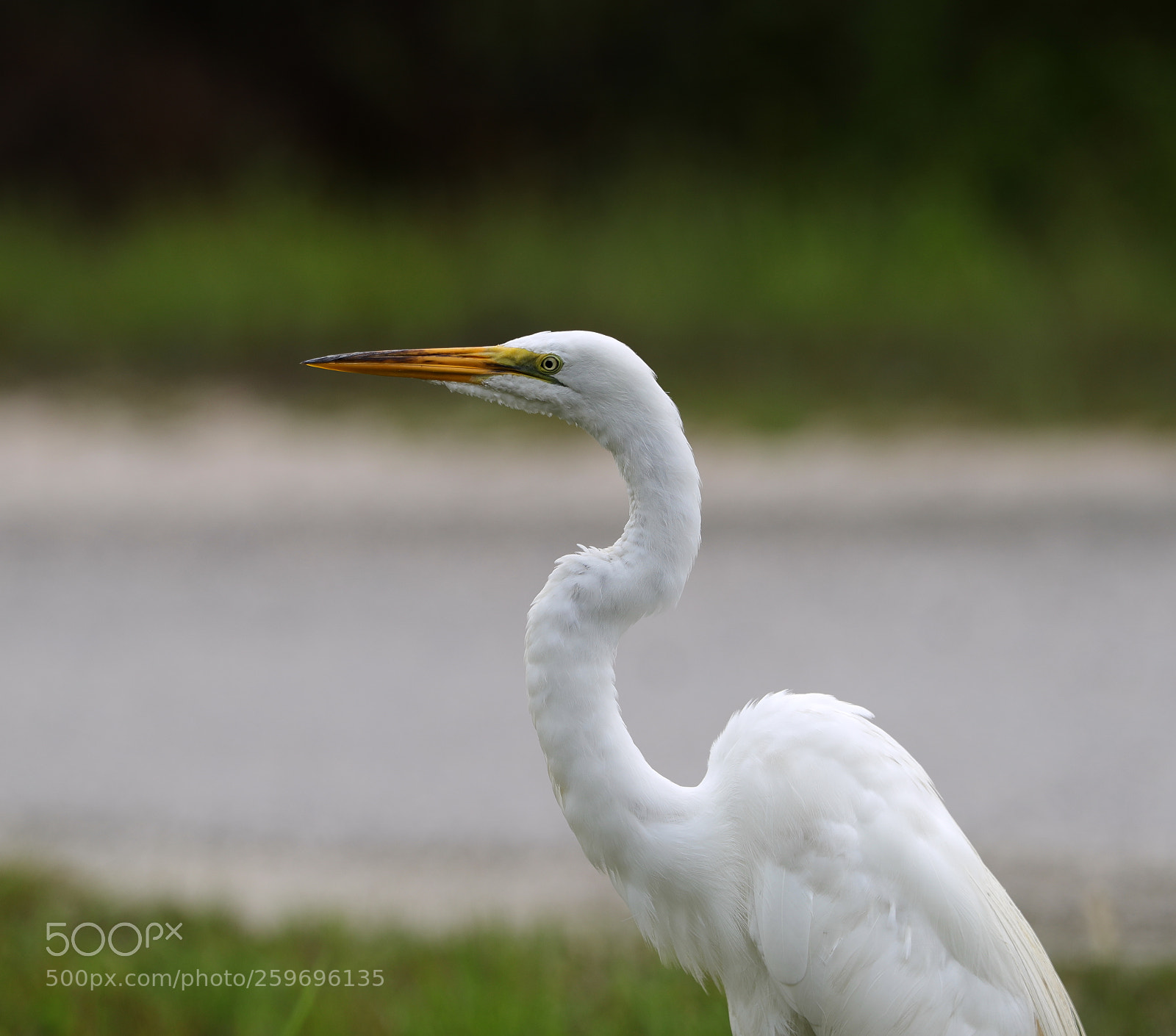 Canon EOS-1D X Mark II sample photo. 05-27-18-0019843.jpg photography