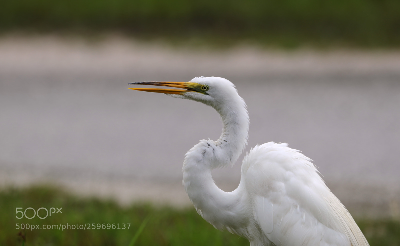 Canon EOS-1D X Mark II sample photo. 05-27-18-0019844.jpg photography