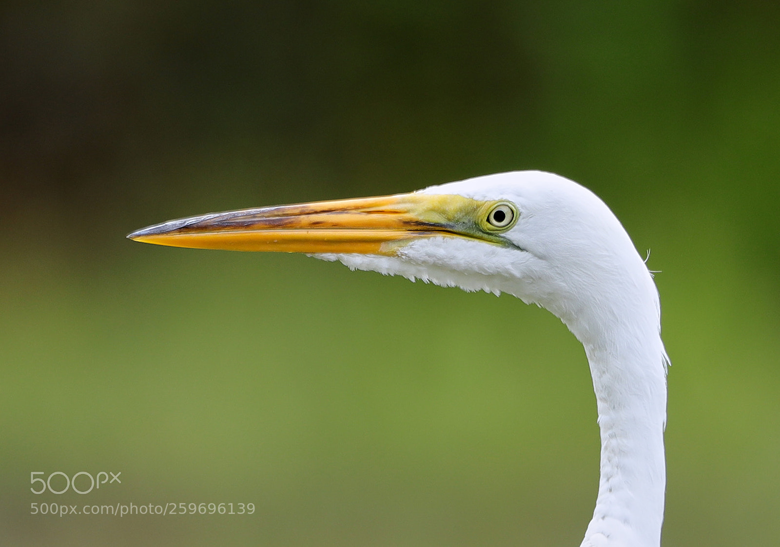 Canon EOS-1D X Mark II sample photo. 05-27-18-0019841.jpg photography