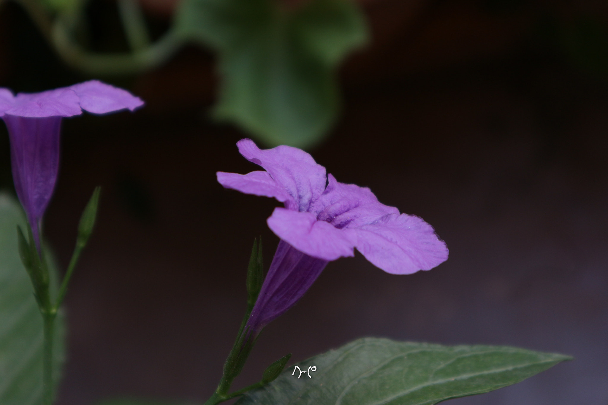 Canon EOS M10 sample photo. Purples photography