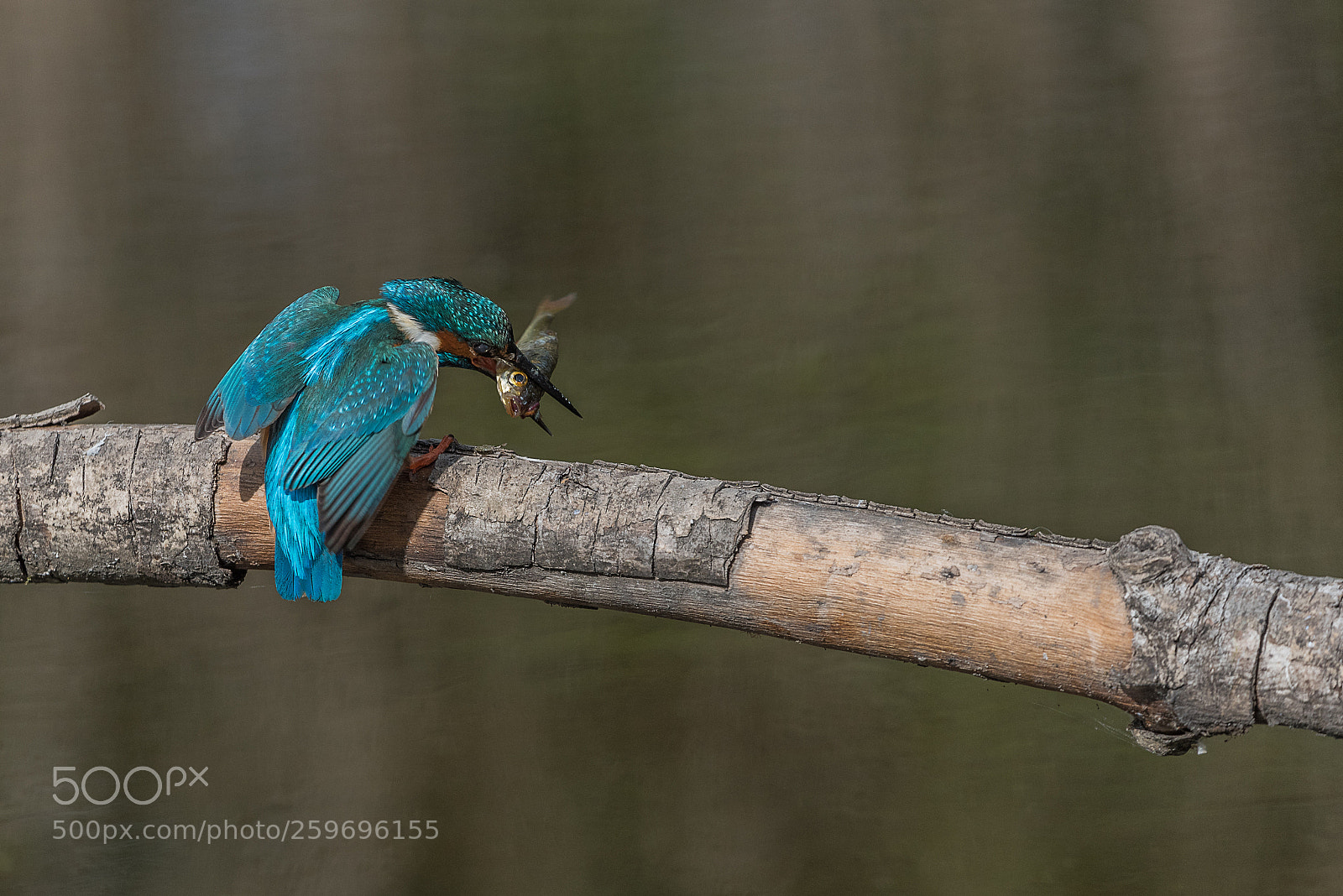 Nikon D750 sample photo. Kingfisher struggling with caught photography