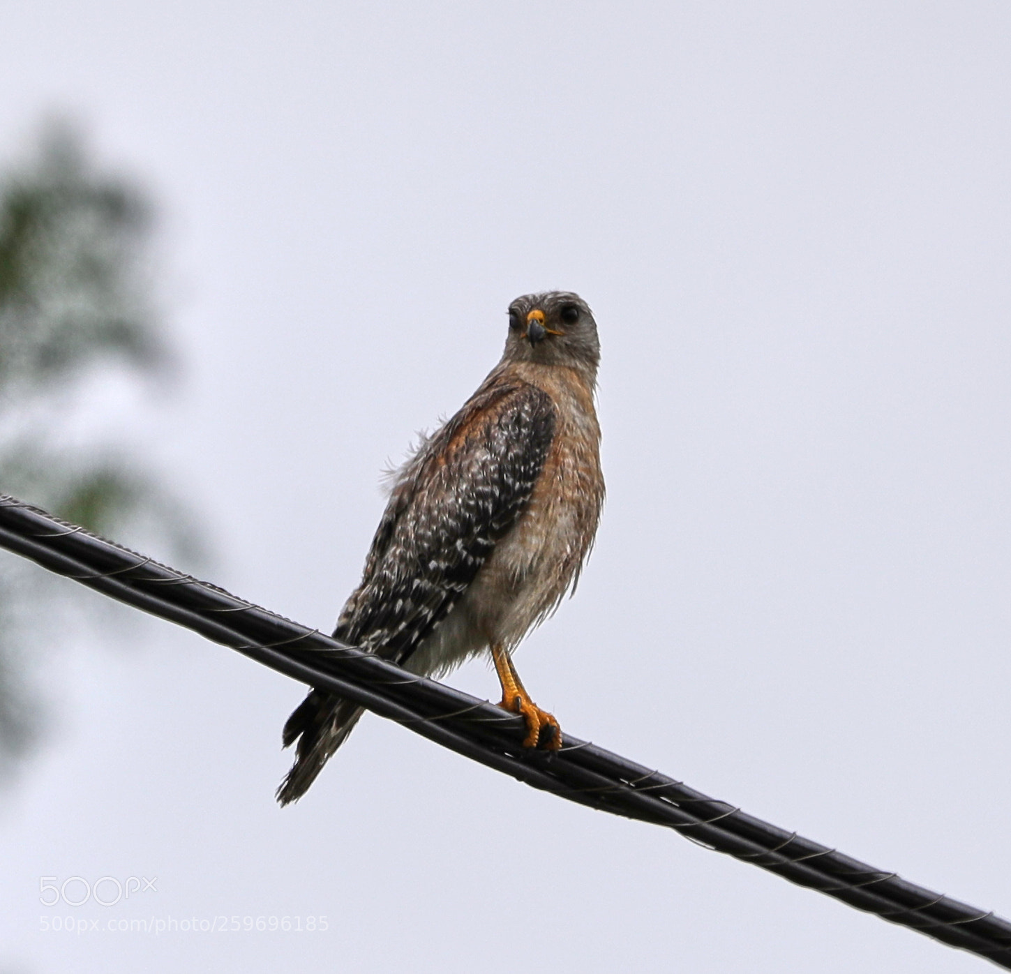 Canon EOS-1D X Mark II sample photo. 05-27-18-0019839.jpg photography