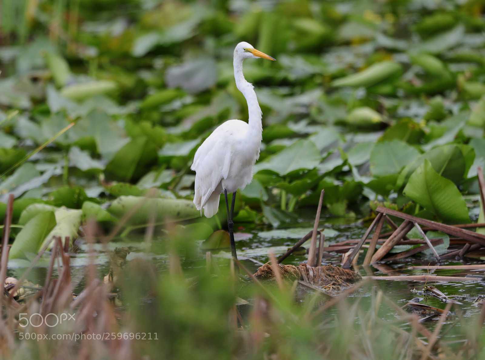 Canon EOS-1D X Mark II sample photo. 05-27-18-0019836.jpg photography