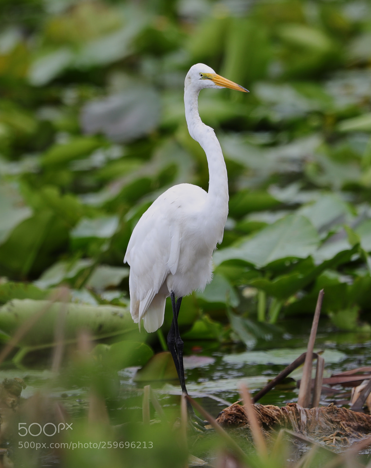 Canon EOS-1D X Mark II sample photo. 05-27-18-0019835.jpg photography