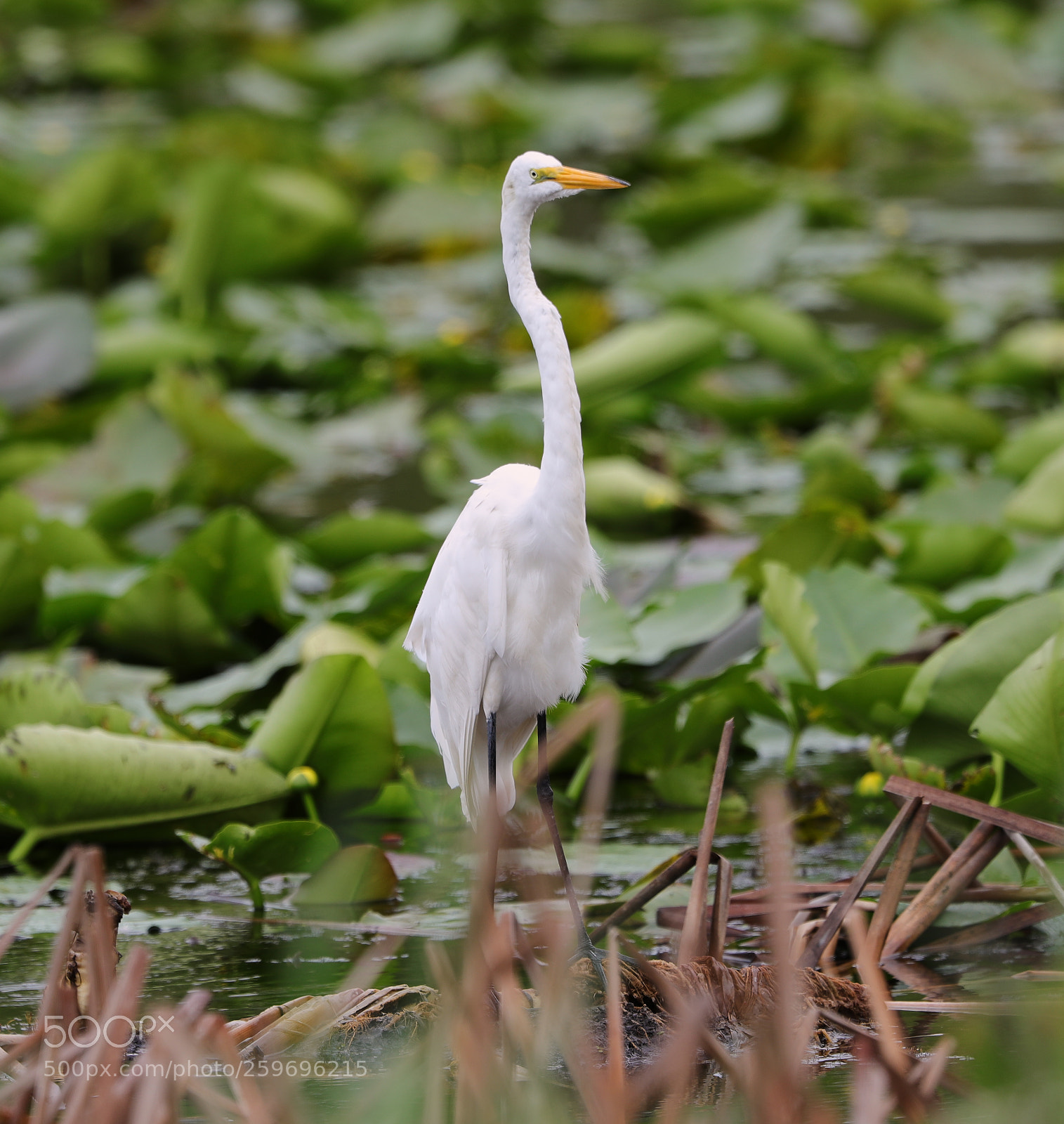 Canon EOS-1D X Mark II sample photo. 05-27-18-0019833.jpg photography