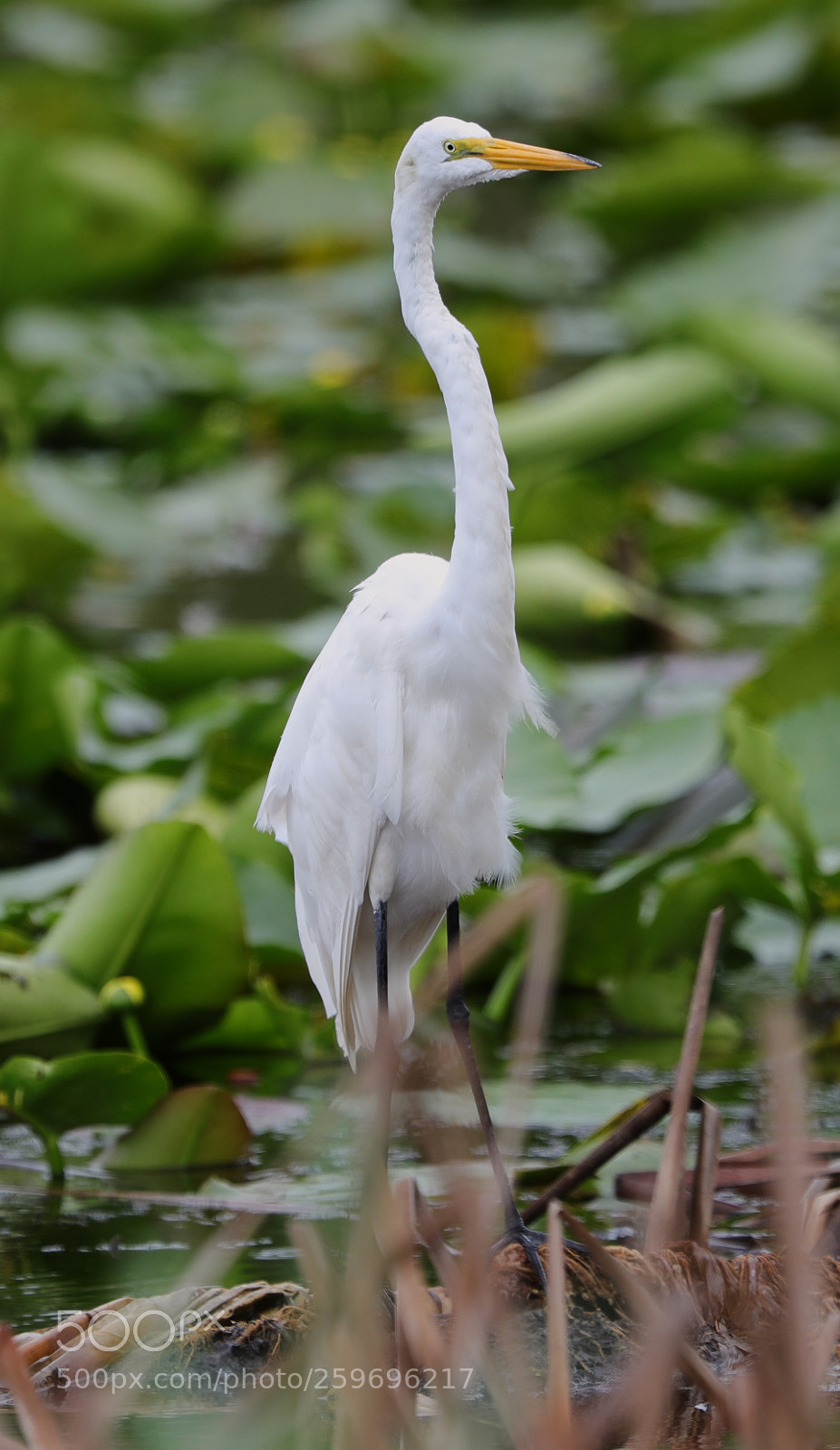 Canon EOS-1D X Mark II sample photo. 05-27-18-0019832.jpg photography