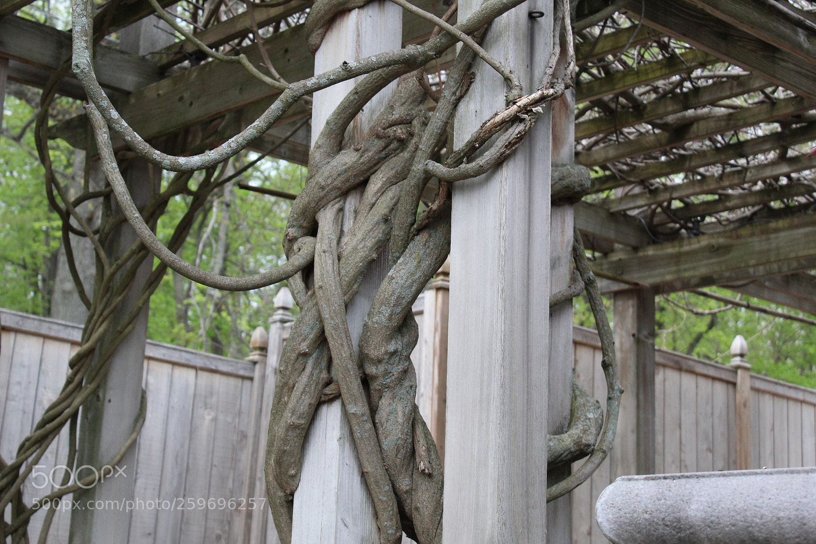 Canon EOS 1300D (EOS Rebel T6 / EOS Kiss X80) sample photo. Gnarled roots photography