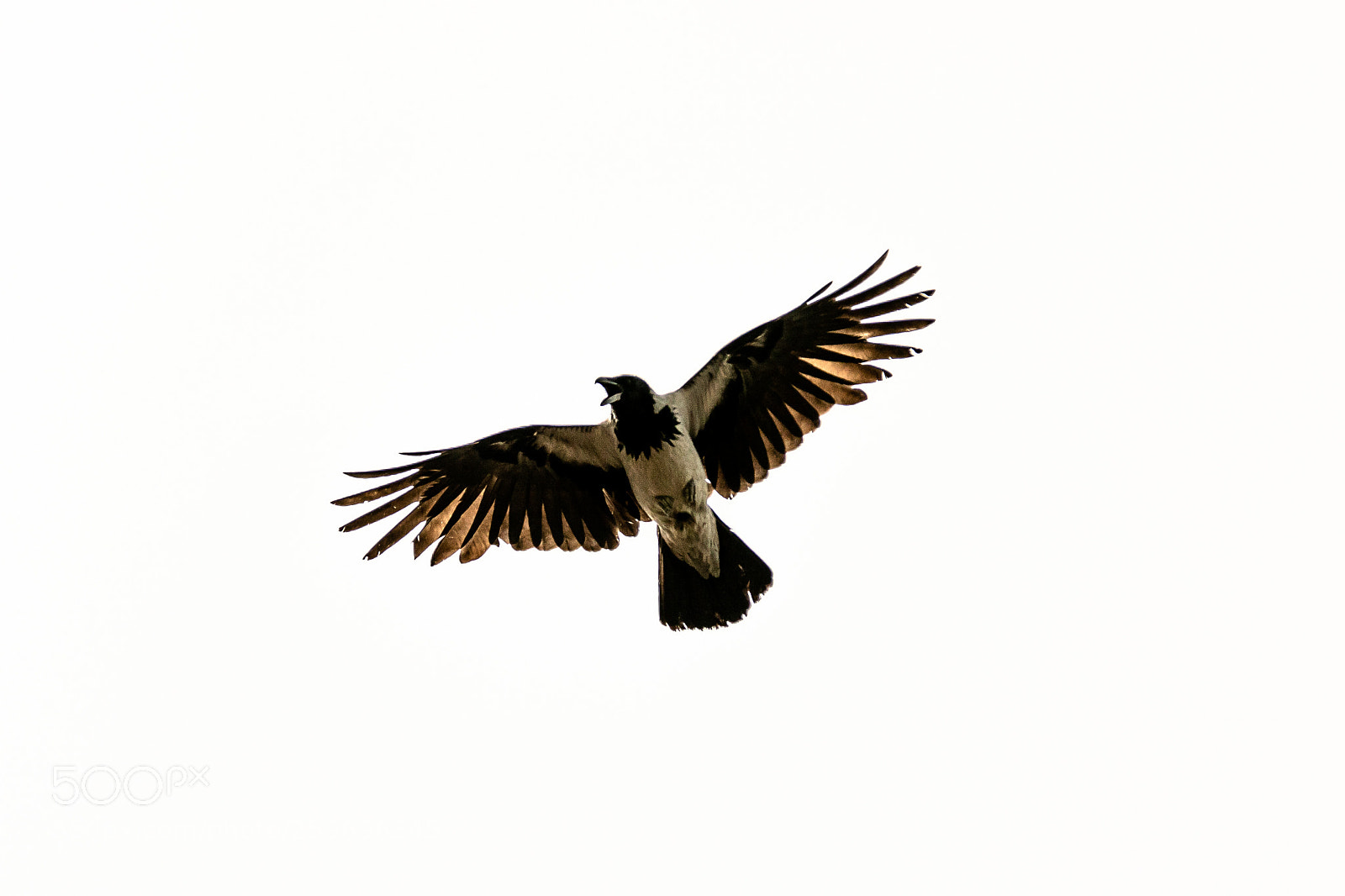 Canon EOS 5D Mark IV sample photo. Crow photography