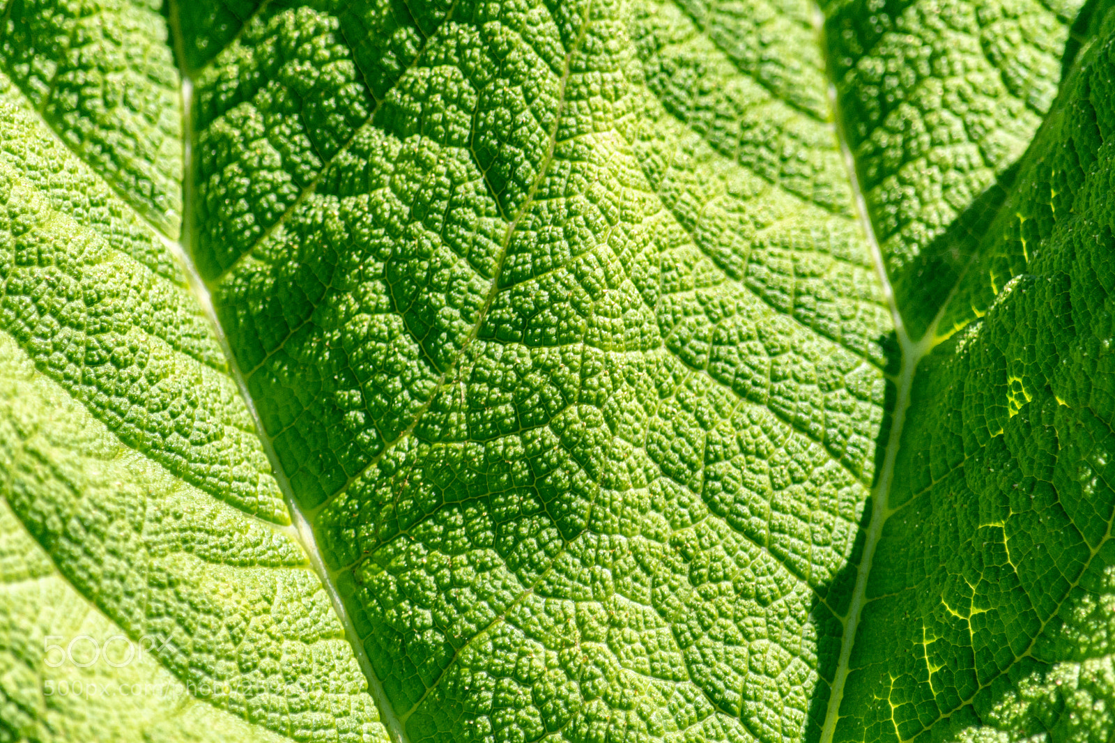Nikon D7200 sample photo. Green texture photography