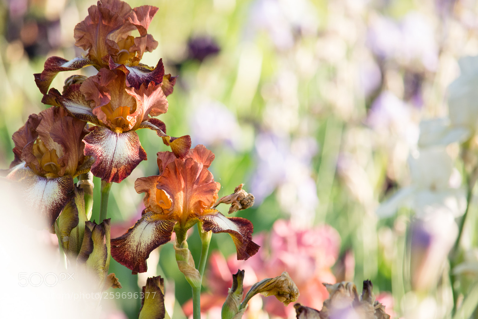 Nikon D7100 sample photo. Neighborhood beauty photography