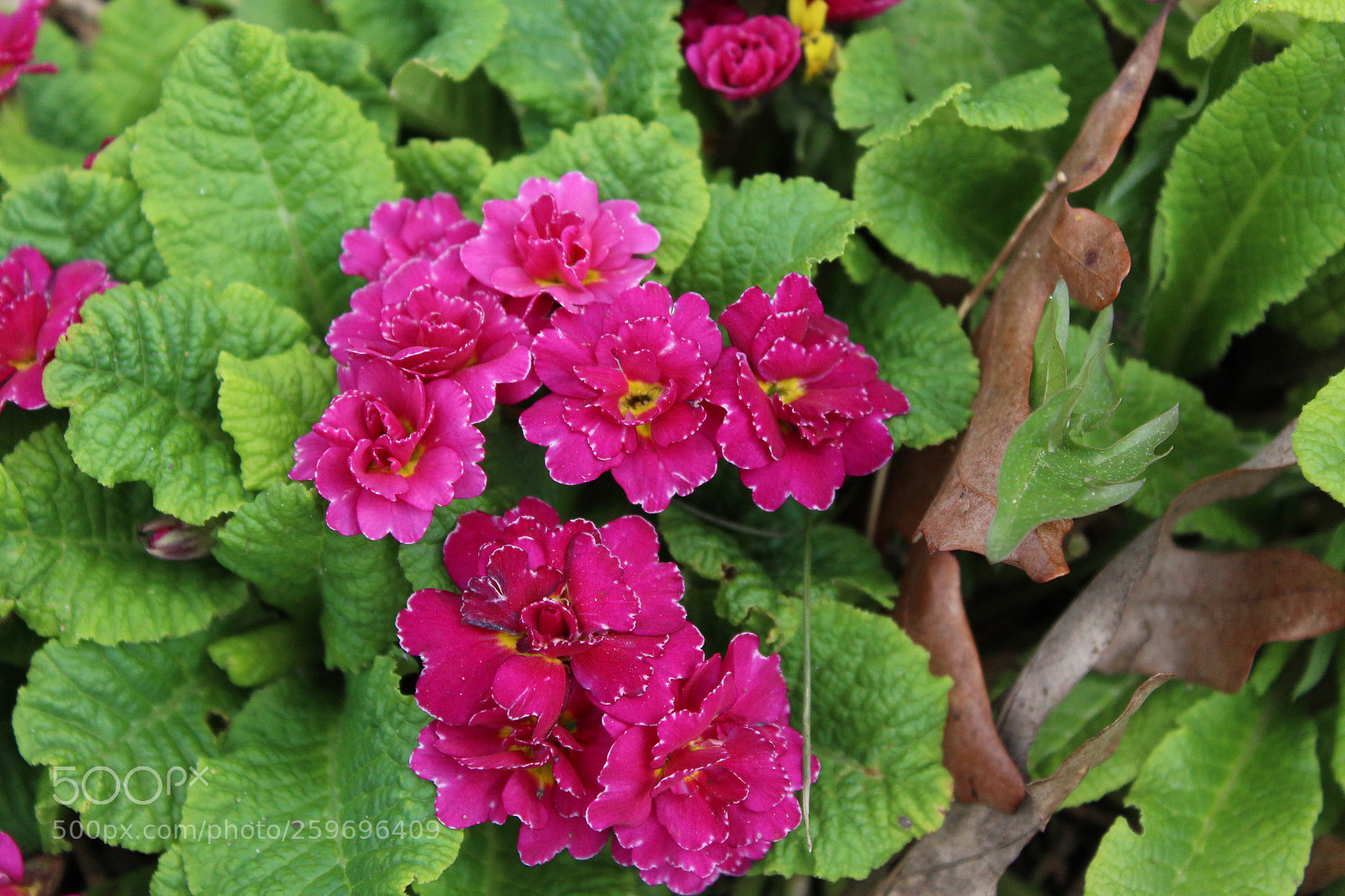 Canon EOS 1300D (EOS Rebel T6 / EOS Kiss X80) sample photo. Magenta flowers photography