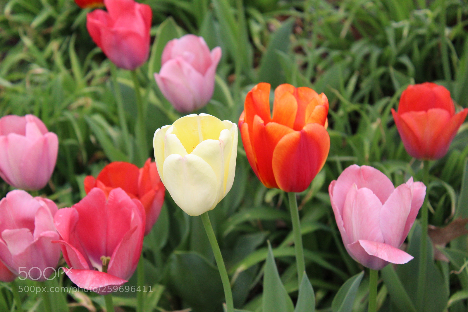 Canon EOS 1300D (EOS Rebel T6 / EOS Kiss X80) sample photo. Img photography