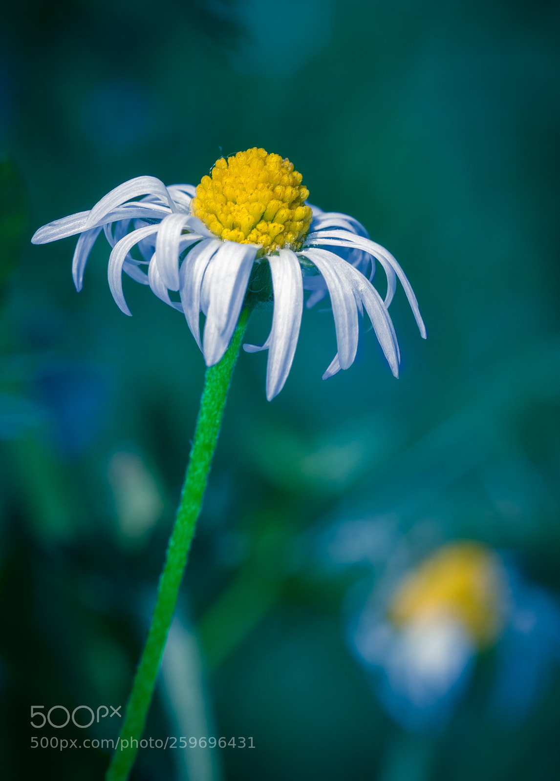 Nikon D7100 sample photo. Common daisy photography